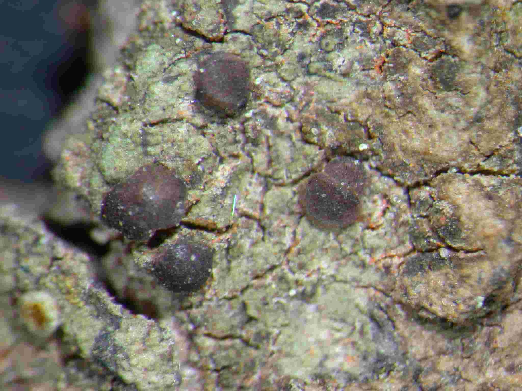 [Bacidia laurocerasi]